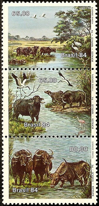 Búfalos da Ilha do Marajó