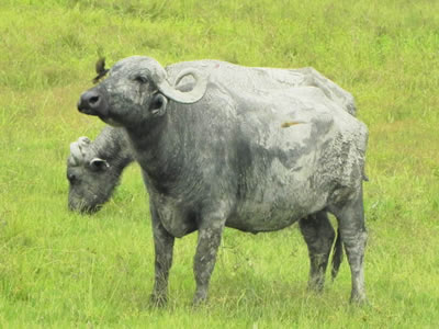 Bufalos de estrada de Tagaçaba de Cima