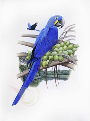 arara-azul-grande
