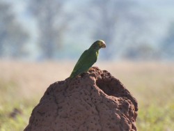 Papagaio-galego - Alipiopsitta xanthops