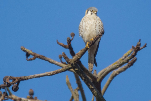 Quiriquiri - Falco sparverius