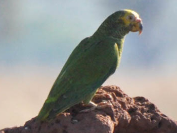 papagaio-galego