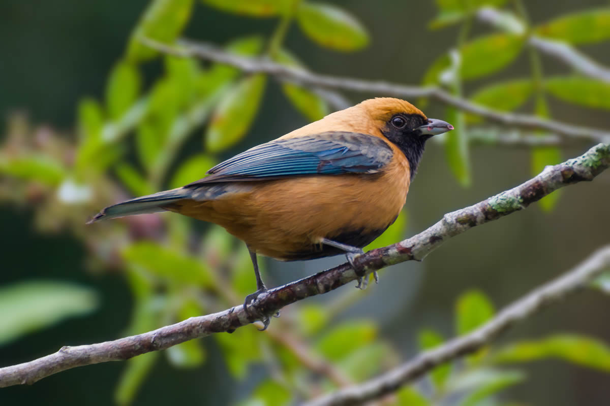 Saíra-amarela - Tangara cayana