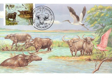 Búfalos da Ilha de Marajó