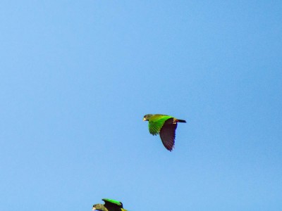 Maitaca-verde - Pionus maximiliani
