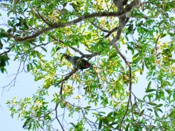 Maitaca-verde - Pionus maximiliani
