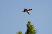 Falcão-de-coleira - Falco femoralis