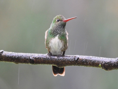 Beija-flor-de-garganta-verde - Amazilia fimbriata