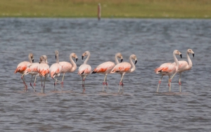Flamingo-chileno - Phoenicopterus chilensis