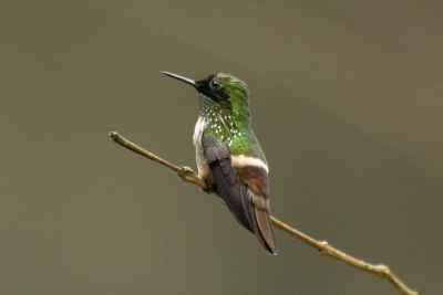 Topetinho-verde - Lophornis chalybeus