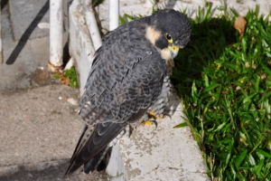 Falcão-peregrino - Falco peregrinus