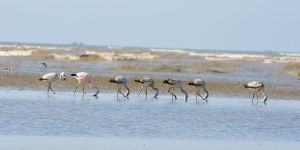 Flamingo-grande-dos-andes - Phoenicoparrus andinus